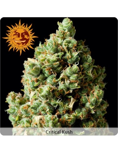 Barney's Farm - Critical Kush - 1 Seme Femminizzati