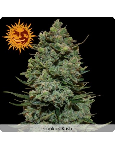 Barney's Farm - Cookies Kush - 1 Seme Femm "Cannabis Cup 2014"