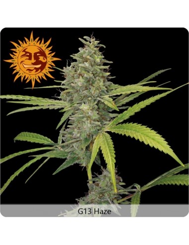 Barney's Farm - G13 Haze - 1 Seme Femm