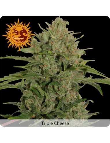 Barney's Farm - Triple Cheese - 1 Seme Femm