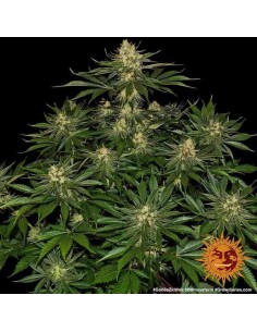 Barney's Farm - Gorilla Zkittlez - 5 Semi - Femminizzati 2