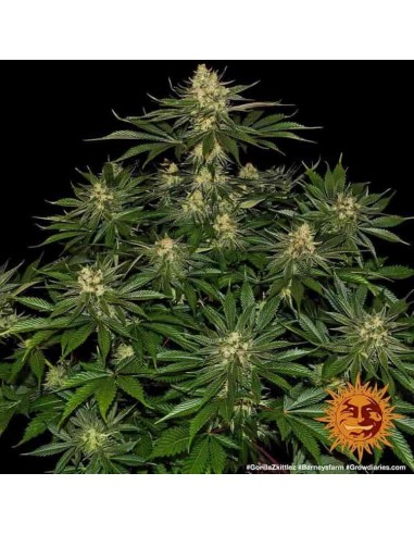 Barney's Farm - Gorilla Zkittlez - 10 Semi - Femminizzati