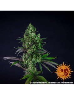 Barney's Farm - Tropicanna Banana - 1 Seme - Femminizzato 2