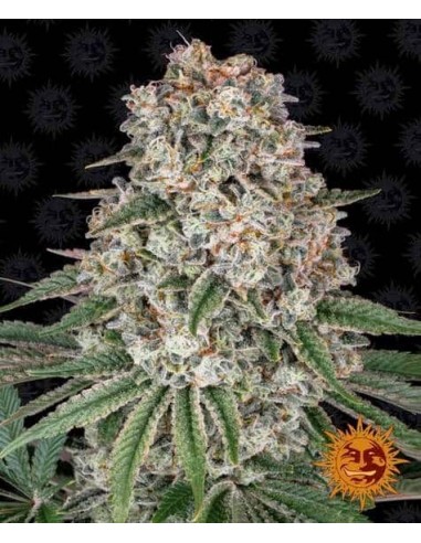 Barney's Farm - Tropicanna Banana - 3 Semi - Femminizzati