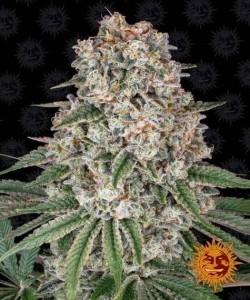 Barney's Farm - Tropicanna Banana - 5 Semi - Femminizzati