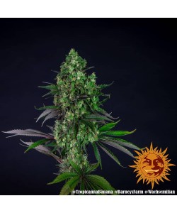 Barney's Farm - Tropicanna Banana - 5 Semi - Femminizzati 2