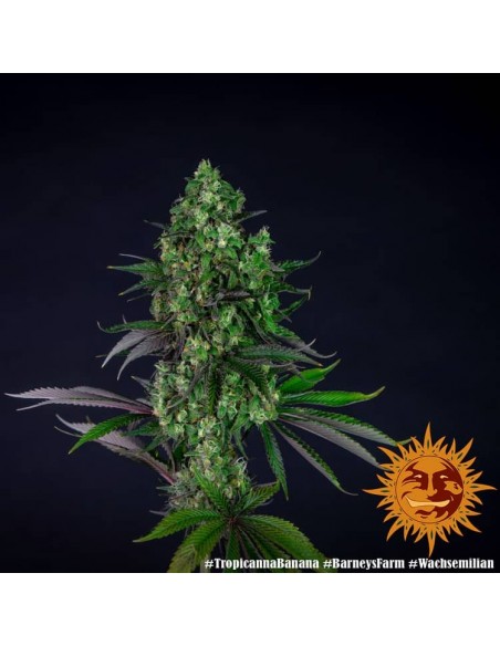 Barney's Farm - Tropicanna Banana - 5 Semi - Femminizzati