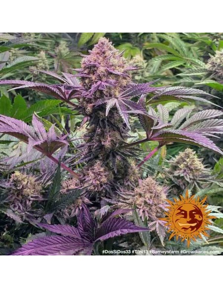 Barney's Farm - Dos Si Dos 33 - 10 Semi - Femminizzati