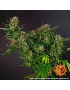 Barney's Farm - Strawberry Lemonade - 1 Seme - Femminizzato 2