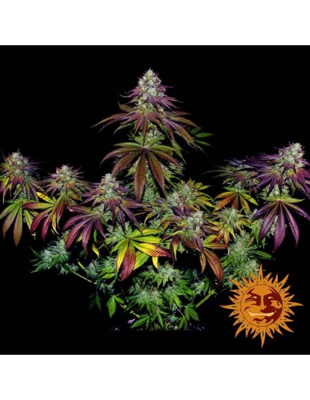 Barney's Farm - Mimosa Evo - 1 Seme - Femminizzato