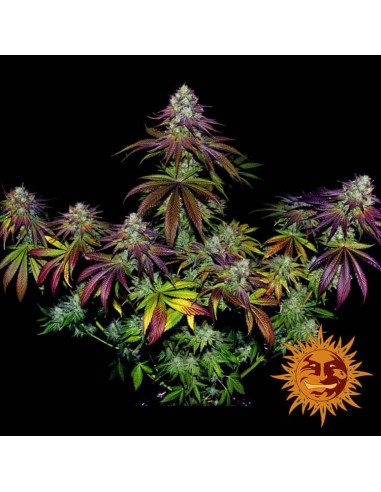 Barney's Farm - Mimosa Evo - 10 Semi - Femminizzati