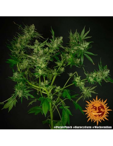 Barney's Farm - Purple Punch - 3 Semi - Femminizzati