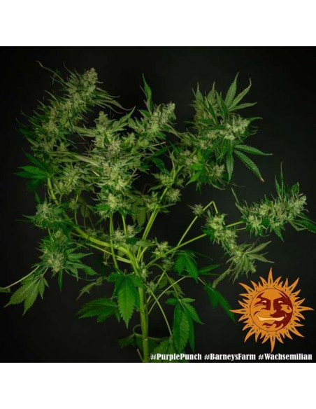 Barney's Farm - Purple Punch - 10 Semi - Femminizzati