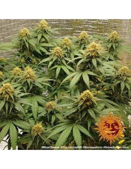 Barney's Farm - Purple Punch - 1 Seme - Femminizzato