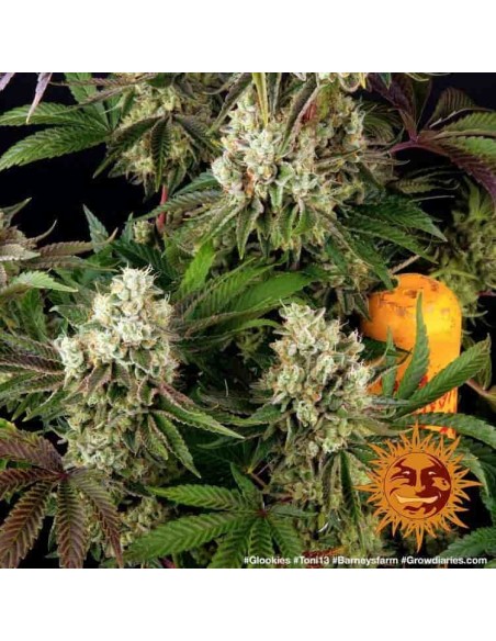 Barney's Farm - Glookies - 10 Semi - Femminizzati