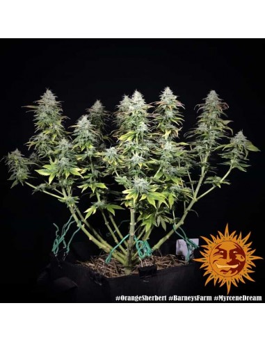 Barney's Farm - Orange Sherbert - 1 Seme - Femminizzato