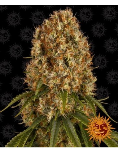 Barney's Farm - Orange Sherbert - 1 Seme - Femminizzato