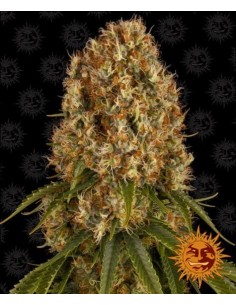 Barney's Farm - Orange Sherbert - 3 Semi - Femminizzati