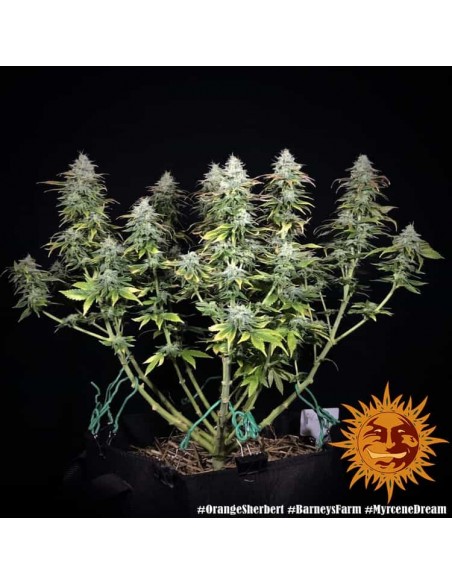 Barney's Farm - Orange Sherbert - 5 Semi - Femminizzati