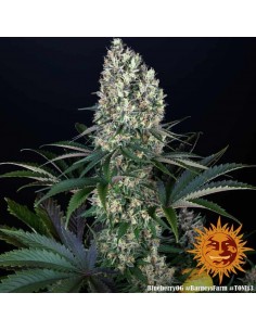 Barney's Farm - Blueberry OG - 1 Seme - Femminizzato 2