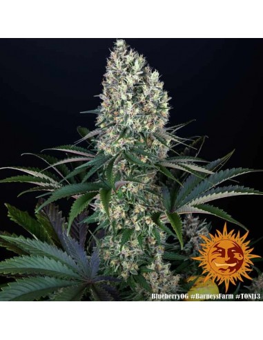 Barney's Farm - Blueberry OG - 5 Semi - Femminizzati