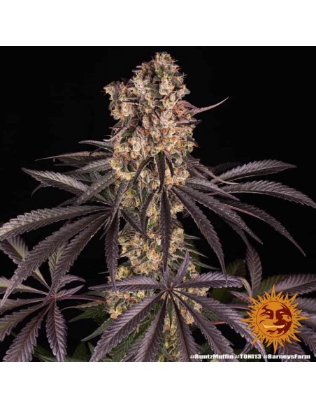 Barney's Farm - Runtz Muffin - 3 Semi - Femminizzati