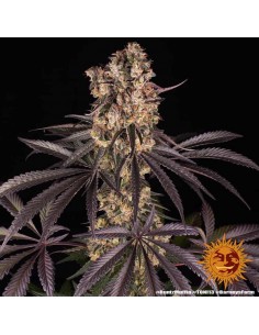 Barney's Farm - Runtz Muffin - 10 Semi - Femminizzati 2