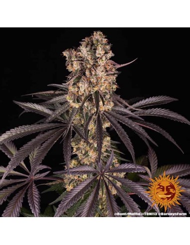 Barney's Farm - Runtz Muffin - 10 Semi - Femminizzati