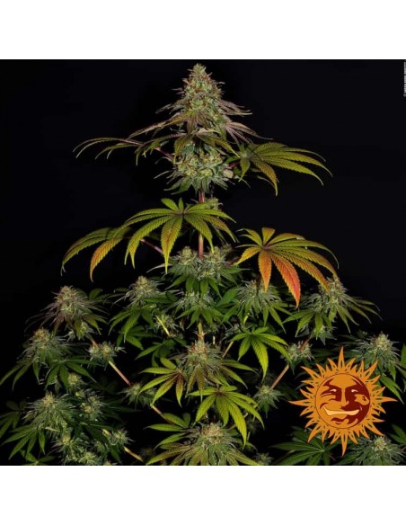 Barney's Farm - Wedding Cake - 1 Seme - Femminizzato