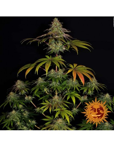 Barney's Farm - Wedding Cake - 5 Semi - Femminizzati