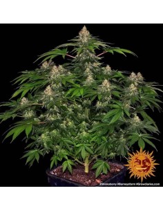 Barney's Farm - Shiskaberry - 10 Semi - Femminizzati 2