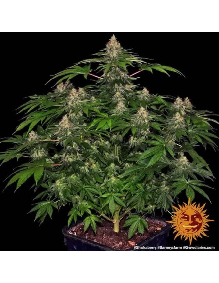 Barney's Farm - Shiskaberry - 10 Semi - Femminizzati