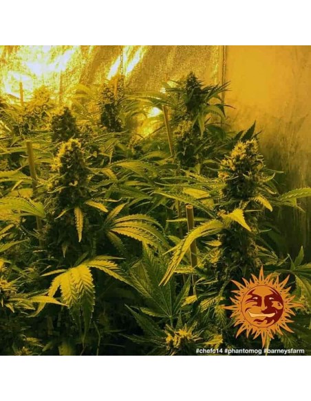 Barney's Farm - Phantom OG - 3 Semi - Femminizzati Barney's Farm - Phantom OG - 3 Semi - Femminizzati