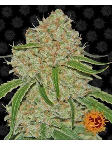 Barney's Farm - Phantom OG - 3 Semi - Femminizzati