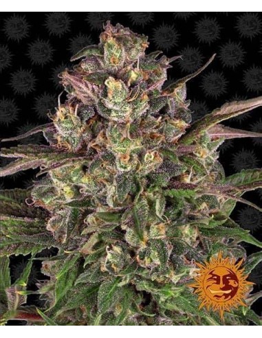 Barney's Farm - Peyote Critical - 1 Seme - Femminizzato