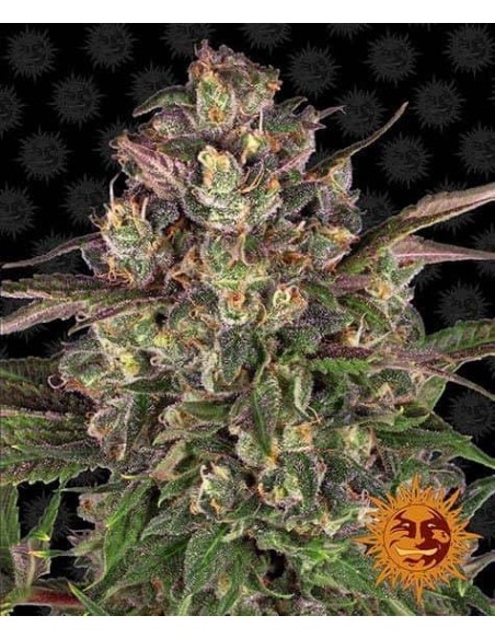 Barney's Farm - Peyote Critical - 1 Seme - Femminizzato