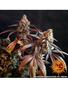Barney's Farm - Peyote Critical - 3 Semi - Femminizzati 2