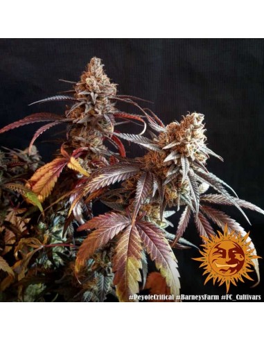 Barney's Farm - Peyote Critical - 5 Semi - Femminizzati