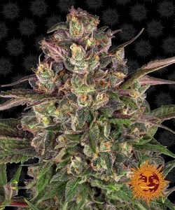 Barney's Farm - Peyote Critical - 10 Seme - Femminizzati
