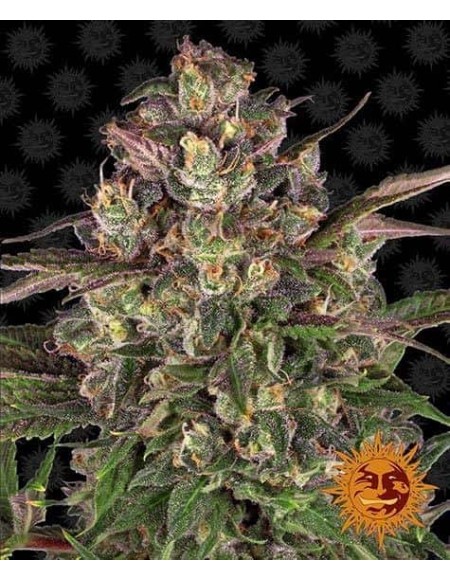 Barney's Farm - Peyote Critical - 10 Seme - Femminizzati