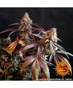 Barney's Farm - Peyote Critical - 10 Seme - Femminizzati 2