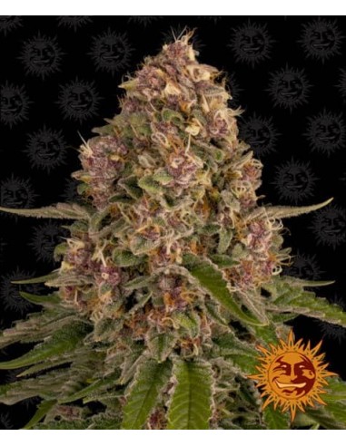 Barney's Farm - Pink Kush - 1 Seme - Femminizzato