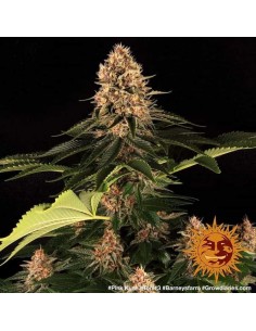 Barney's Farm - Pink Kush - 1 Seme - Femminizzato 2