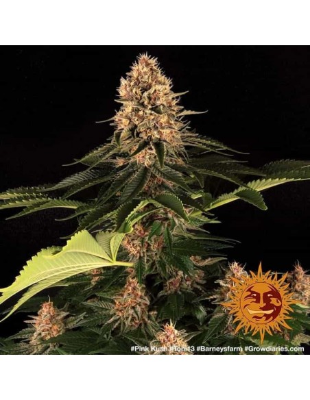 Barney's Farm - Pink Kush - 1 Seme - Femminizzato