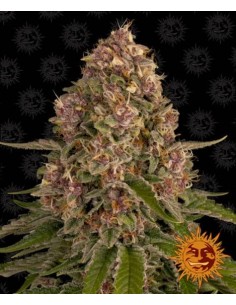 Barney's Farm - Pink Kush - 3 Semi - Femminizzati
