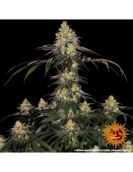 Barney's Farm - Watermelon Zkittlez - 1 Seme - Femminizzato