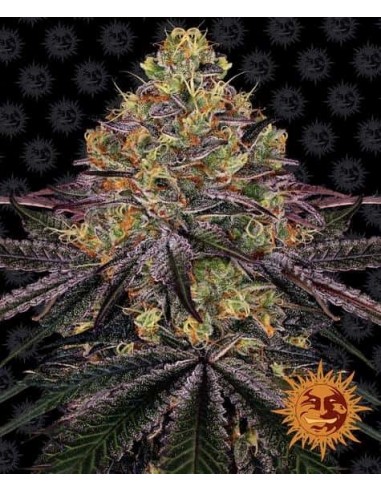 Barney's Farm - Watermelon Zkittlez - 1 Seme - Femminizzato