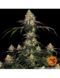 Barney's Farm - Watermelon Zkittlez - 10 Semi - Femminizzati 2