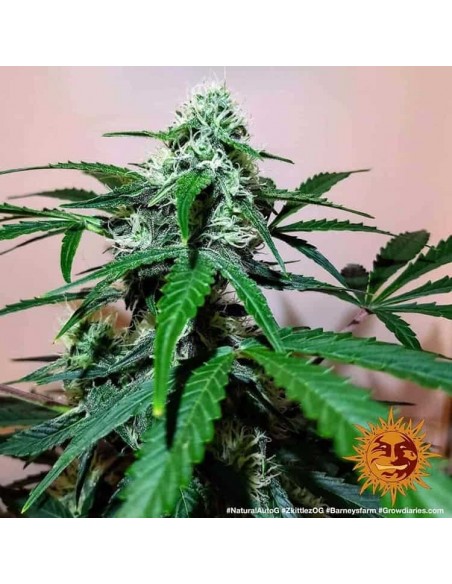 Barney's Farm - Zkittlez OG - 3 Semi Auto