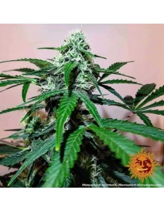 Barney's Farm - Zkittlez OG - 5 Semi Auto 2